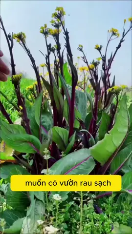 Cải ngồng tím siêu ngọc cực ngon #hatgiong #trongcay #trongcaytainha #ftypシ #fyp 