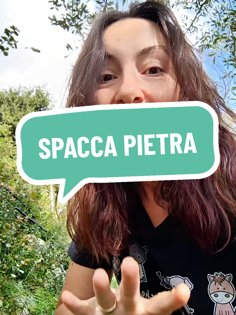 La Ceterach officinarum, comunemente nota come Spaccapietra, è una piccola felce appartenente alla famiglia delle Aspleniaceae, tradizionalmente impiegata nella fitoterapia renale per la sua marcata azione diuretica e depurativa. I suoi principi attivi principali includono flavonoidi come l’apigenina e la luteolina, acidi fenolici, tannini, sali minerali e mucillagini. Queste sostanze favoriscono l’eliminazione dei liquidi in eccesso e contribuiscono alla dissoluzione e all’espulsione dei calcoli renali, in particolare quelli a base di ossalato di calcio. Numerosi studi fitoterapici hanno evidenziato la sua capacità di ridurre la cristallizzazione urinaria, migliorando la funzionalità renale e prevenendo la formazione di nuovi calcoli. Inoltre, la Spaccapietra esercita un’azione lenitiva e antinfiammatoria sulle vie urinarie, risultando utile nei casi di cistiti ricorrenti o irritazioni vescicali. Una pianta preziosa che lavora in sinergia con l’organismo, sostenendo in modo naturale i processi di disintossicazione e la salute dei reni. #calcolirenali #diuretico #reni #rimedinaturali #salute 
