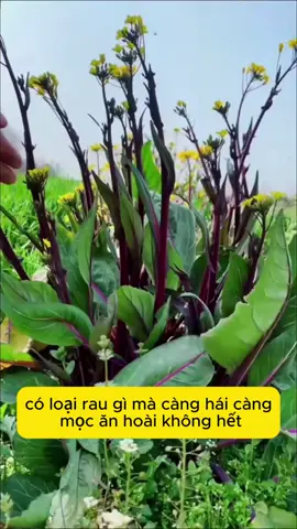 Rau cải ngồng tín siêu ngọn #hatgiong #trongcay #trongcaytainha #ftypシ #fyp 