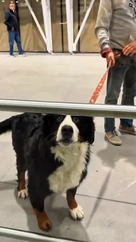 They met again after long days apart.❤️🥰 #dog #pet #baby #Love #lovestory #bestfriend #cute #dogsofttiktok #foryou #usa🇺🇸 