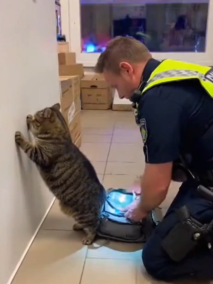 🐾 Katze wird beim Klauen erwischt! 😂 Diese kleine Diebin dachte, niemand merkt’s – aber der „Polizist“ war schneller! 🚓🐱 Wer findet, sie sollte freigesprochen werden? 😹#Katze #funnycats #Cat #katzenvideo #katzenhumor #tierhumor #tiertok #haustiere #hauskatze #lustig #funny #witzigevideos #lustigevideos #fyp #viral #Polizei #Klauen