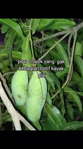 #fyp #konten #mangga #sadstory #sadvibes #priagalau_ #scroltiktok 