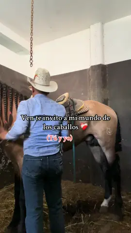 Tú y yo )🥰❤️‍🩹. #viralditiktok #viral_video #caballos #pyf 