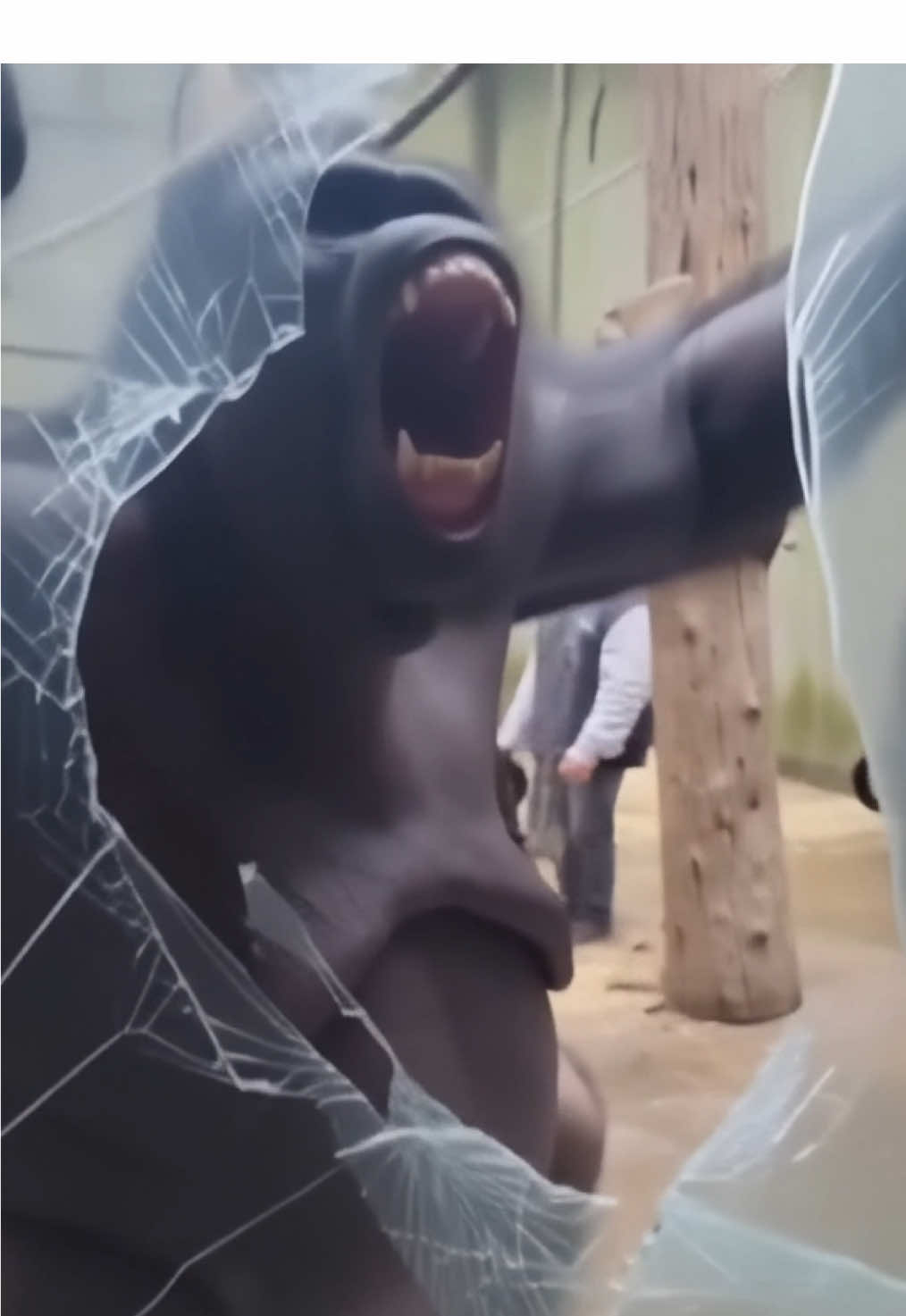 Never piss off a HUNGRY monkey species👁️ what would you do in this situation?😳 🛠️ AI creation with Sora 2 @OpenAI on Higgsfield @Higgsfield AI  Creative Partner @Pollo AI_Offical  ⚠️ AI generated content ⚠️  #monkey #creature #sora #sora2 #disturbing 