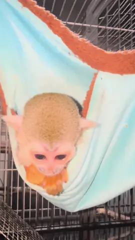 Early morning in the nursery. I could listen to their vocalizations all day. 🩶#animals #monkey #capuchin #capuchin #fypシ゚viral 