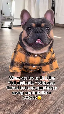 Fall vibes < Cholo vibes 🍁 #dog #dogsoftiktok #frenchie #frenchbulldog #comedy 