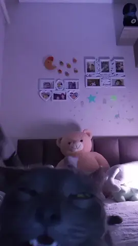 #серыйкот #врекомендации #fyp #кот 