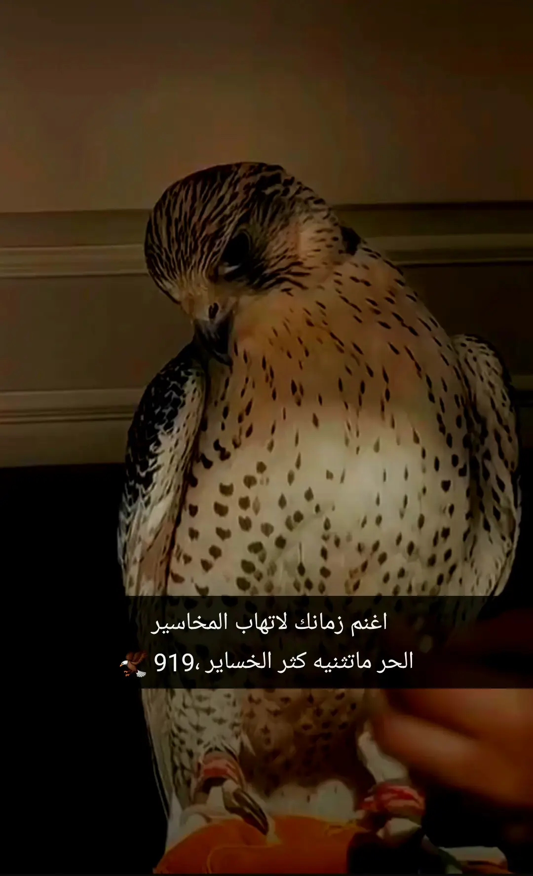 #براهيم #الموالي_عيال_داخول_❾❶❾ #سوريا_تركيا_العراق_السعودية_الكويت_عمان #متابعه_ولايك_واكسبلور_فضلا_ليس_امر 
