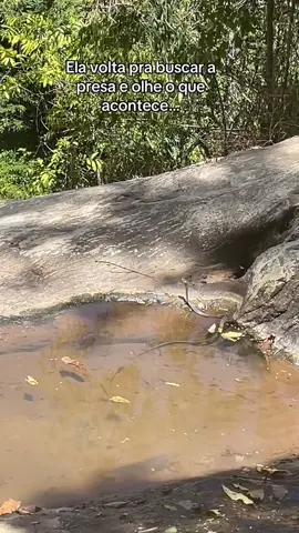 Cachoeira Veu da Noiva Sítio Gratidão ao Pai - Serra do Roncador