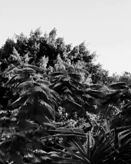 حمو ملوكه. بضاني  #بضان #ميمز #الشعب_الصيني_ماله_حل😂😂 #fyp #viral 