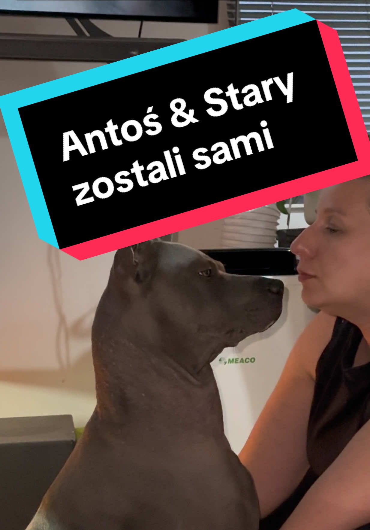 Baby sited by dad 🐕🐾💙 #thairidebackdog #thairidgeback #doganddad #telltale #thairidgebackpoland 