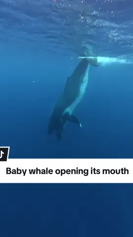 Why would a humpback whale baby open its mouth in warm breeding & calving grounds? It’s not for feeding as there’s no krill in these warm tropical waters. Instead, calves open their mouths for a few fascinating reasons: 🐋 Nursing behavior: Calves may open their mouths when seeking milk & to signal feeding to mom. 🐋 Play & practice: Baby humpbacks often “practice” behaviors they’ll use later (like lunge-feeding motions) even though they won’t actually feed until they migrate to feeding grounds. 🐋 Curiosity & communication: Sometimes it’s part of social play & exploration as whales can be tactile & expressive animals. 🐋 Relaxation: A gently open mouth at the surface can simply be a relaxed posture or reaction to buoyancy & water flow. In breeding grounds, like French Polynesia, humpback whales aren’t hunting. They’re resting, birthing & raising calves, and mating. 💙  #humpbackwhale #ocean #snorkeling #frenchpolynesia #whales 