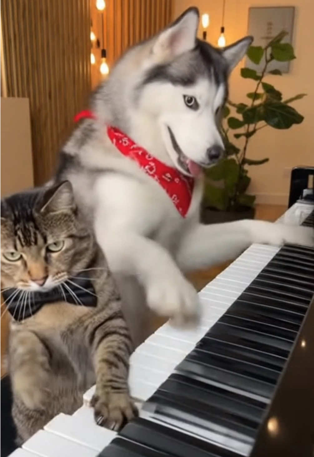 When we‘re not fighting #cute #funny #pets #dog #cat   
