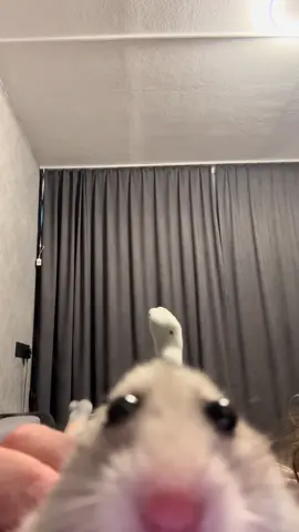 #тренд #хомяк #сирийскийхомяк 