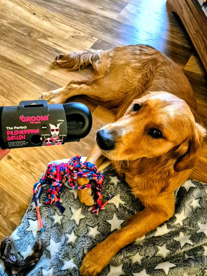 All nice and soft after my Groomi Brush.....had to let my cousin do the feel test my jumping on top of him 🐶🐶🐶 @groomipetcareuk @Groomi Pet Care #fypage #goldenretriever #cute #goldenretrieverpuppy 