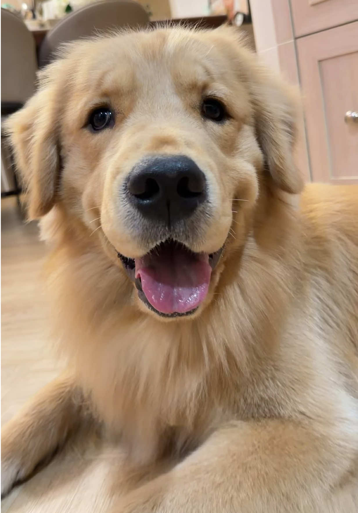 เก้อกลับบ้าน 2 อาทิตย์ครับพี่สาว #parkerlert #goldenretriever #goldenretrieverlife #โกลเด้นเป็นหมาตลก #เก้อพี่ดารา 
