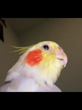 #липсинг #fup