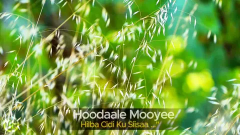 Sahra Ilays | Hanti kuguma nici karo | Qaraami bilaa music ah #foryourpage #heesbilaamusic #qaraami #somalitiktok 