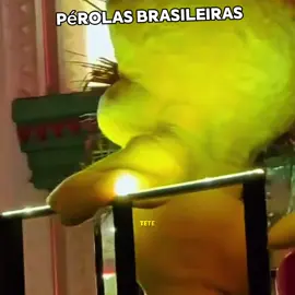 Pérolas brasileiras #pov #fyp #meme #viral #perolasbrasileiras 
