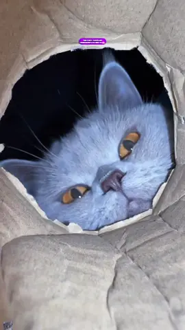 C'est le top 3 des chats les plus gloutons ! Le chat ! Le british shorthair, le persan, le mainecoon ! ces chats incroyables ! 🐈3️⃣