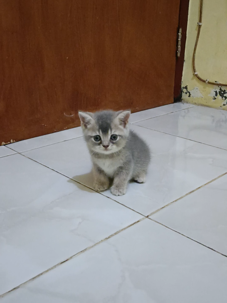 orang aku sukanya kucing kok, mau gimana lagi 🤣  #bshkitten #adopsikucingjogja #kucing #bsh #fyp 