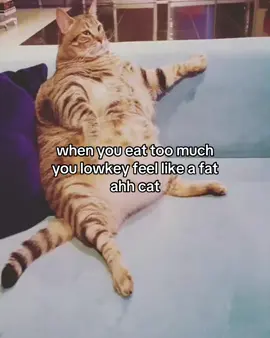 i’m about to explode #fypシ #giftok #repost #relatable #pinterest #trending #humor #meme #funny #cat #cats #cute 