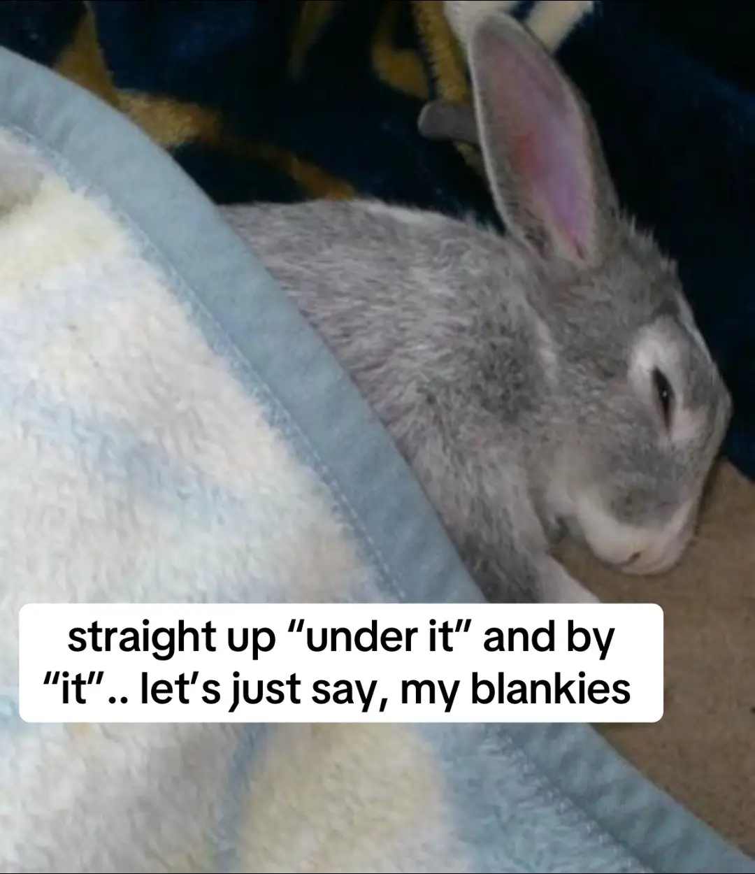 heheheh…always could use more nappies #sleep #meme #fyp #bunny #xyzbca 