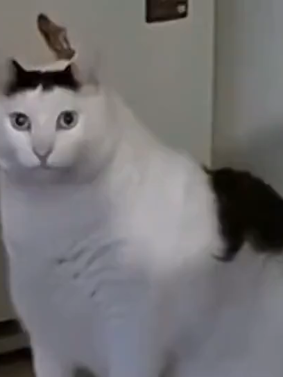 ha? #ha #postdiyarı #tepki #shitpost #darkmemes #funny #memes #post #edit #komik #eğlence #gülmek #mizah #şaka #trend #tiktok #keşfet #keşfetteyizzz #cat