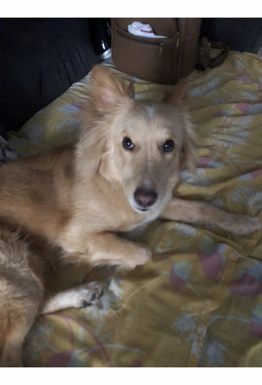 Kakakaksks a felicidade no final #dog #vaiprafy #cachorro 