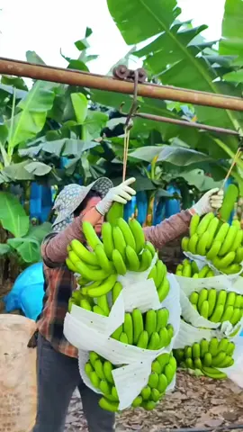 bananal da venezuela