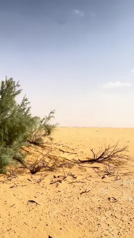 #creatorsearchinsights #سبها_ليبيا_الجنوب_الليبي #سبها_ليبيا_الجنوب_الليبي_طرابلس_بنغازي #لاتظلم_احد_حتى_لا_يؤلمك_دعاءه 