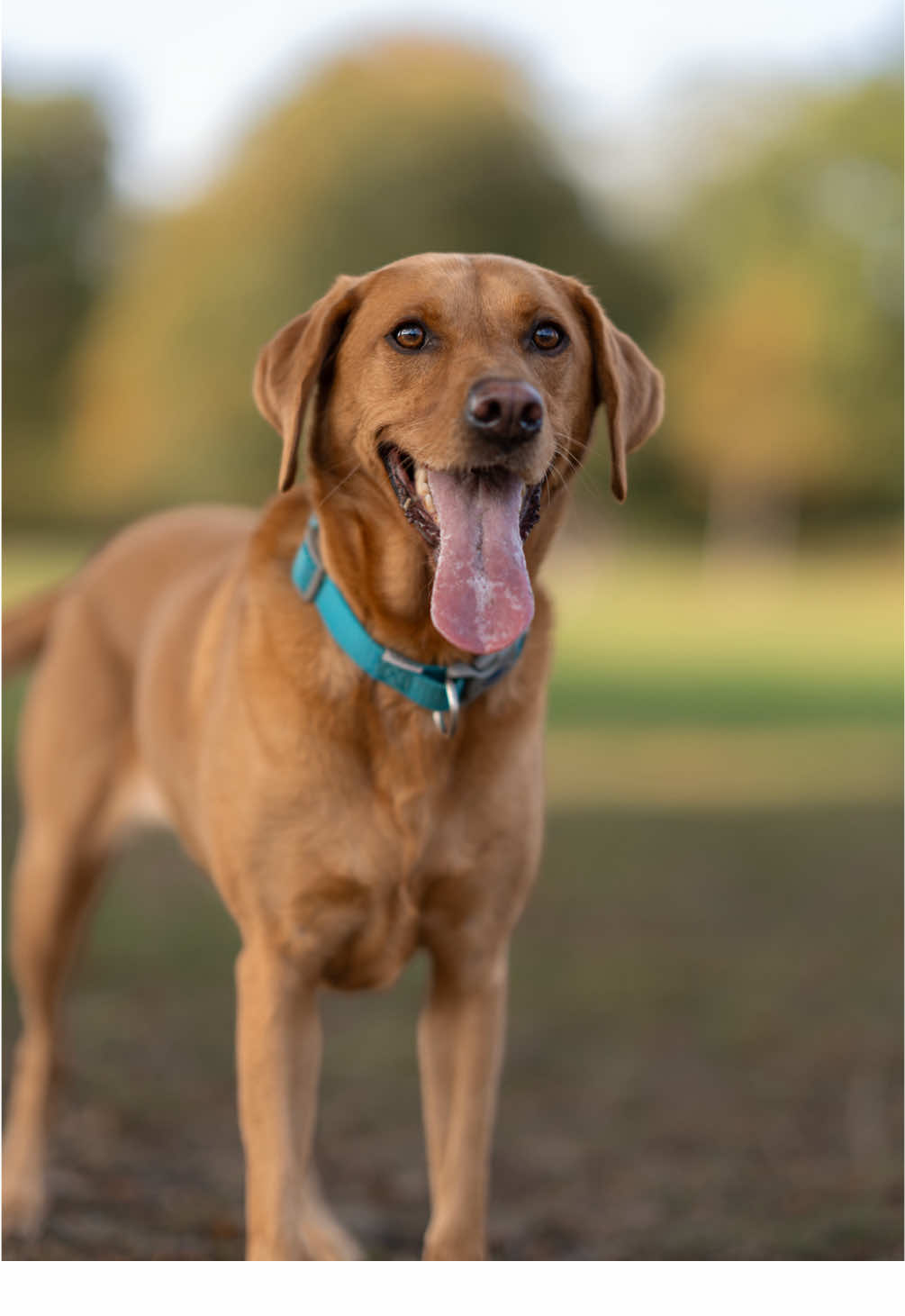 Meet Lola, a 5-year-old red fox Labrador who technically isn’t theirs — but might as well be! 🐶 Her owner’s neighbours are part of a band called The Fun Lovin’ Criminals, and every time they go on tour, Lola moves in for months at a time. #dogphotographer #redfoxlabrador #dogsoftikok #dogportrait #dogphotoshoot 
