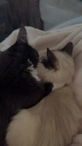 Besties 🥹 PSA: the cat from outside is one of our neighbours cats!! He has a home and is not a stray! #pet #cats #cat #ragdoll #BestFriends 
