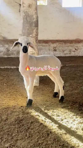 #الصردي_المغربي🇲🇦 #الحولي #الوعدودي  #viraltiktok #fyyyyyyyyyyyyyyyy 