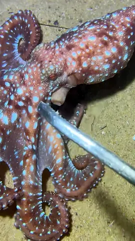 #creatorsearchinsights #underwater #millionviews #octopus #mood 
