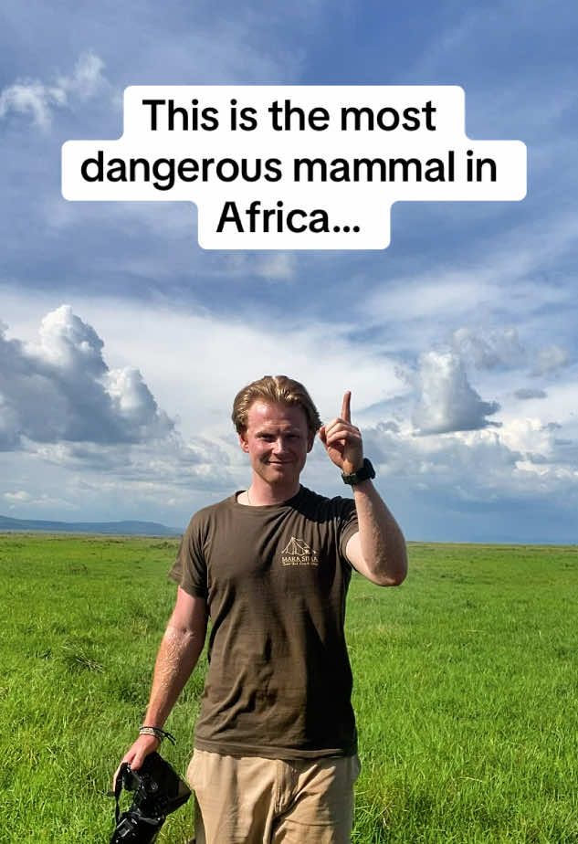 Did you know that Hippos are Africa’s most dangerous mammal?  #dangerousanimals #hippos #africanwildlife @Nikon Europe 