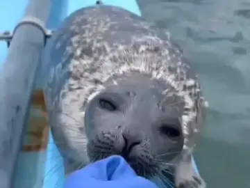 gyu❤️‍🩹 #gyu #seal #sealife #seals #тюленьчики 