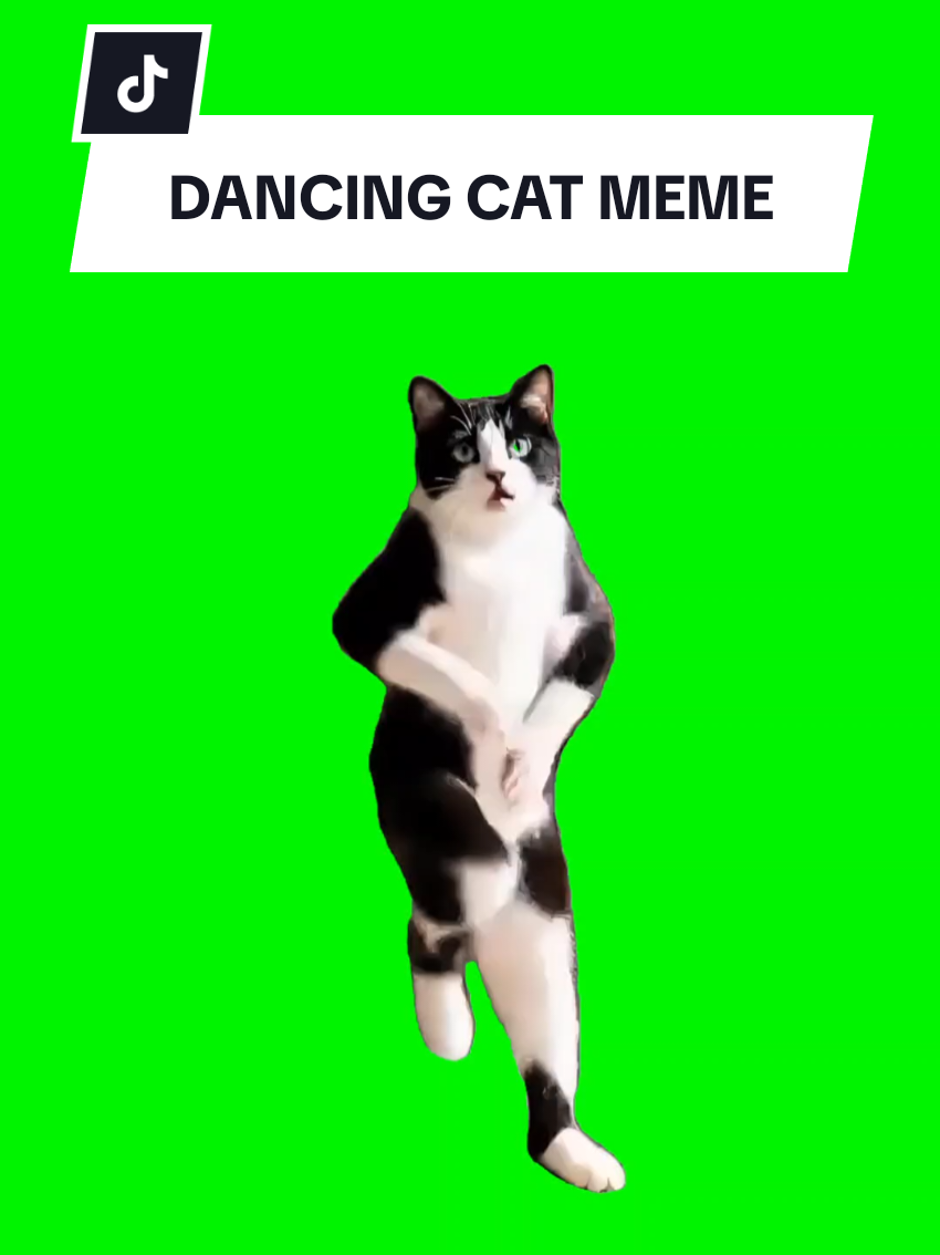 When AI meets adorable 🐾🤖 This dancing AI cat from @DailyCuteThings might just steal your heart  and your algorithm. Try this CapCut template to bring your own meme to life! ✨ #AICat #DailyCuteThings #CapCut #ViralPets #ForYou