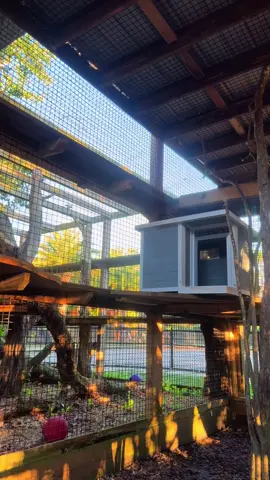 Blessing everyone’s feed with Skyler #animalhumanbond #ProtectWildlife #xtremeexoticswildlifefoundation #zookeeper #cloudedleopard 