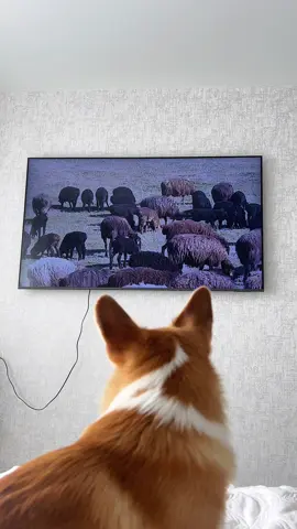 Работает на удаленке😅#коргиГарри #коргипемброк #собачьяжизнь #corgi #пастух 