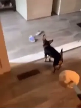 This video will never not be funny😭💀#foryou #funny #foryoupage #PetTok #AnimalHumor 