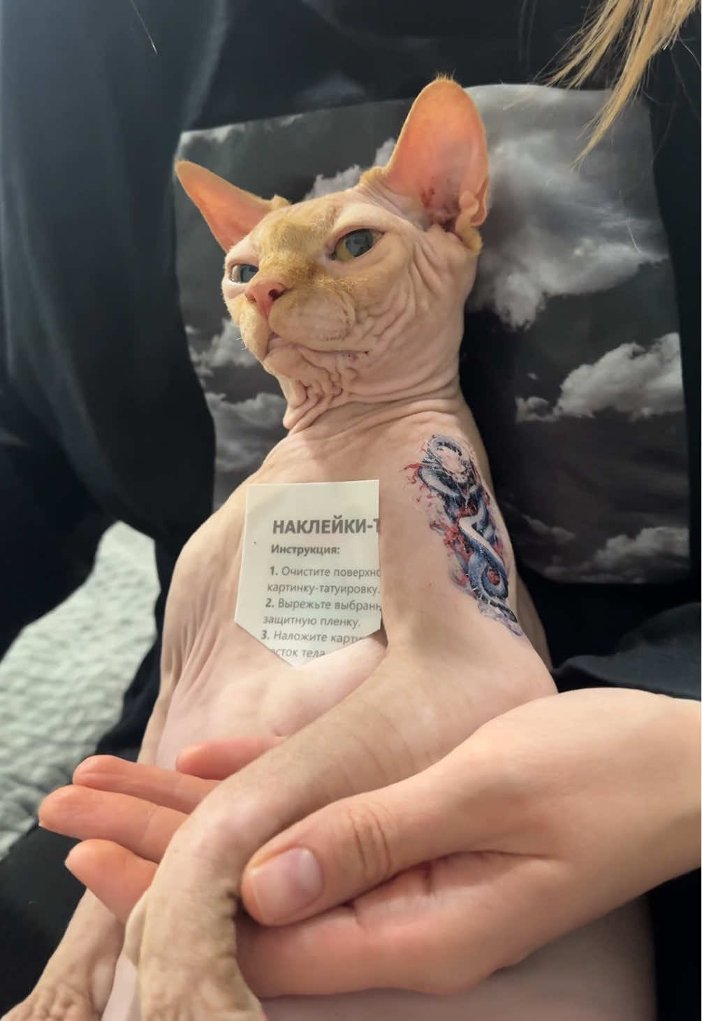 #sphinx #sphinxcat #sphynxcat 