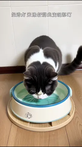 #vevedero #agua #gatos #gato #mascotas #mascota #parati #viral_video #viralvideo #viral #ad #mascotastiktok 