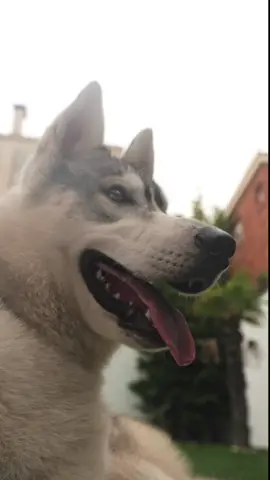 Conan también quería sumarse a esto del Tiktok con un trend y bien elegante #dog #doglovers #dogtok 