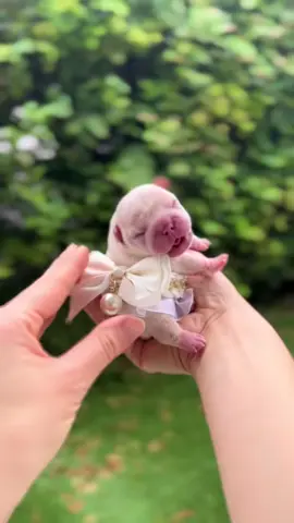 Fresh out the oven #pibbleasmr #pibble #babydog #cutepuppy #neebornpuppy 