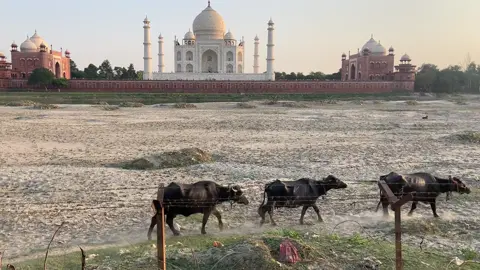 ชมพระอาทิตย์ตกที่ทัชมาฮาล #tajmahal #อินเดีย #india #7wondersoftheworld #MadamNat 