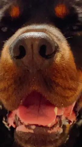 When the dog gives you a bath . . #bathtime #Rottweiler #dog #boop #pov 