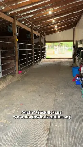 Lu went to his forever home today!!! We can not wait to see the love he shows his new friends, and the kiddos who fall in love with horses and riding because of him. Congratulations Lu and @marecollaborative 💜 Help us rescue, rehabilitate, retrain, and rehome! 💜 Donate online: www.northwindsequine.org 💜 via Venmo: @NorthWindsEquine (business profile)💜 via PayPal: paypal.me/northwindsequine 💜 via Check: 3857 W Jargo Road, Deerfield, WI 53531 💜 or send us something from our Amazon Wishlist: https://www.amazon.com/hz/wishlist/ls/5T36DJI7FOP7?ref_=list_d_wl_lfu_nav_9 💜 North Winds Rescue is a 501(c)3 non-profit animal welfare organization and has been rescuing horses since 2021. Tax ID:87-2959856#rescue #rescuehorses #horse #horses #equine                        