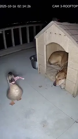 #dog #duck #ai #video 