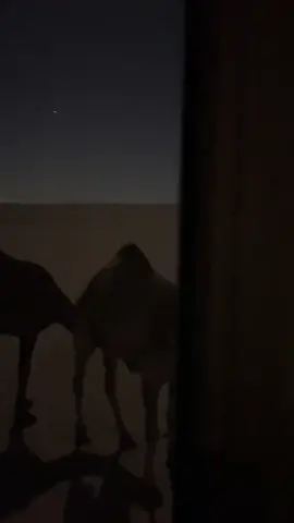 #اكسبلورررررررررررررررررررر #بدوي #الشتاء 